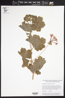 Image of Pelargonium acraeum
