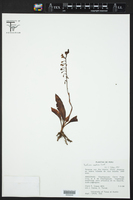 Image of Ponthieva pubescens