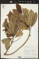 Sapium macrocarpum image