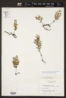Polyphlebium pyxidiferum image