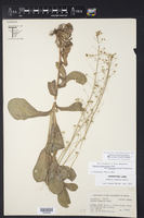 Samolus ebracteatus var. cuneatus image