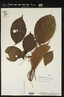 Alchornea glandulosa image