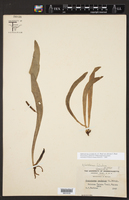 Image of Ophioderma pendula