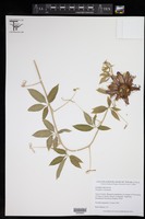 Passiflora cincinnata image