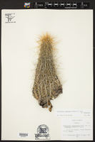 Echinocereus stramineus var. stramineus image