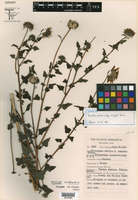 Helianthus praecox subsp. runyonii image