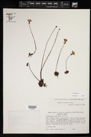 Image of Pinguicula acuminata