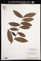Pera distichophylla image