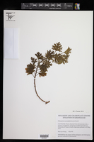Pelargonium pseudoglutinosum image