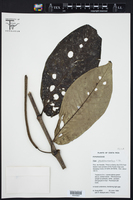 Piper pseudobumbratum image