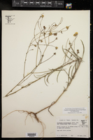 Croptilon hookerianum image