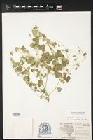 Aristolochia wrightii image