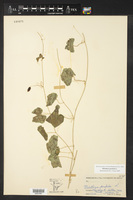 Melothria pendula image