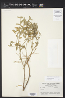 Croton pedicellatus image