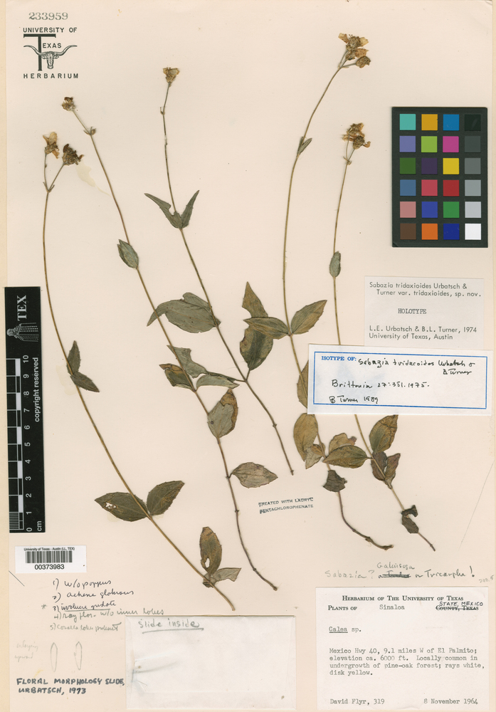 Alloispermum tridacoides image