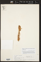 Nyctocereus serpentinus image