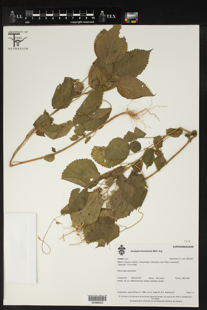 Acalypha havanensis image