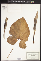 Philodendron fenzlii image