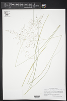 Eragrostis trichodes image