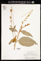 Croton hoffmannii image
