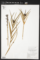 Image of Ponera graminifolia