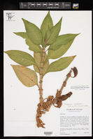 Image of Persicaria hispida