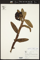 Image of Epidendrum anderssonii