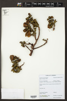 Image of Careya arborea