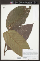 Image of Dipterocarpus costatus
