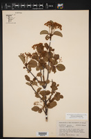 Viburnum rufidulum image
