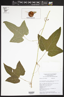 Passiflora sicyoides image