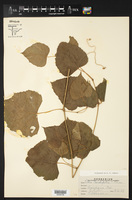 Vitis cordifolia image