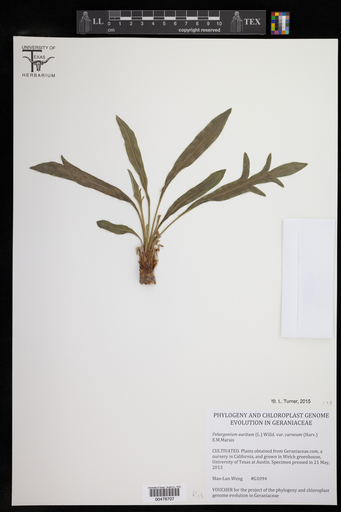 Pelargonium auritum image