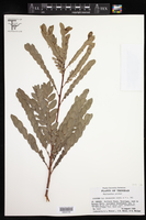 Phyllanthus pulcher image