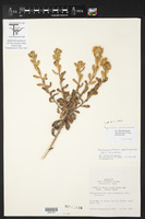 Rayjacksonia phyllocephala image