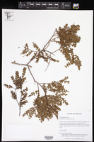 Callisthene microphylla image