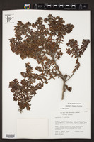 Image of Gaultheria foliolosa