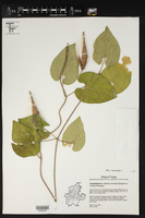 Matelea reticulata image