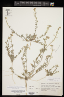 Physaria lindheimeri image