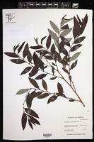 Image of Phyllanthus meghalayensis