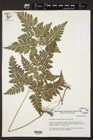 Doryopteris concolor image