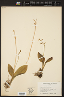 Liparis hawaiensis image