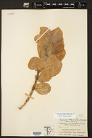 Asclepias latifolia image