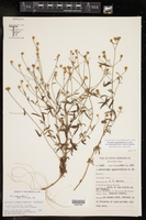 Isocarpha oppositifolia var. achyranthes image