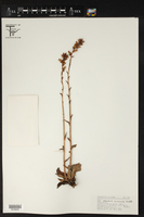 Echeveria mucronata image