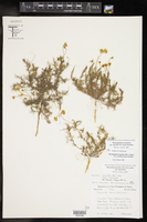 Thymophylla tenuiloba var. treculii image