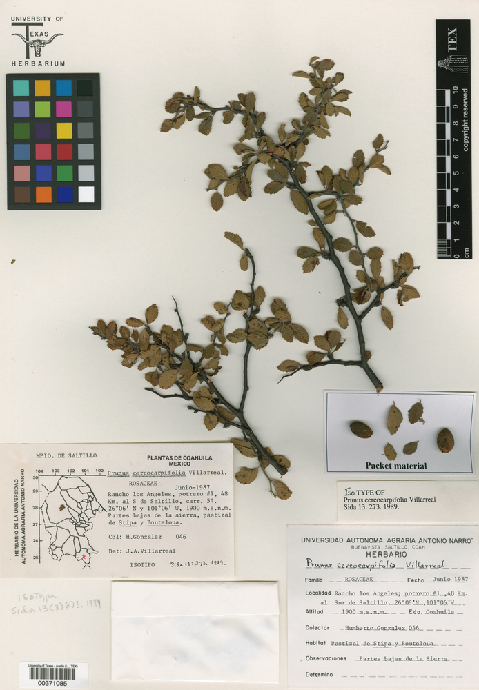 Prunus cercocarpifolia image