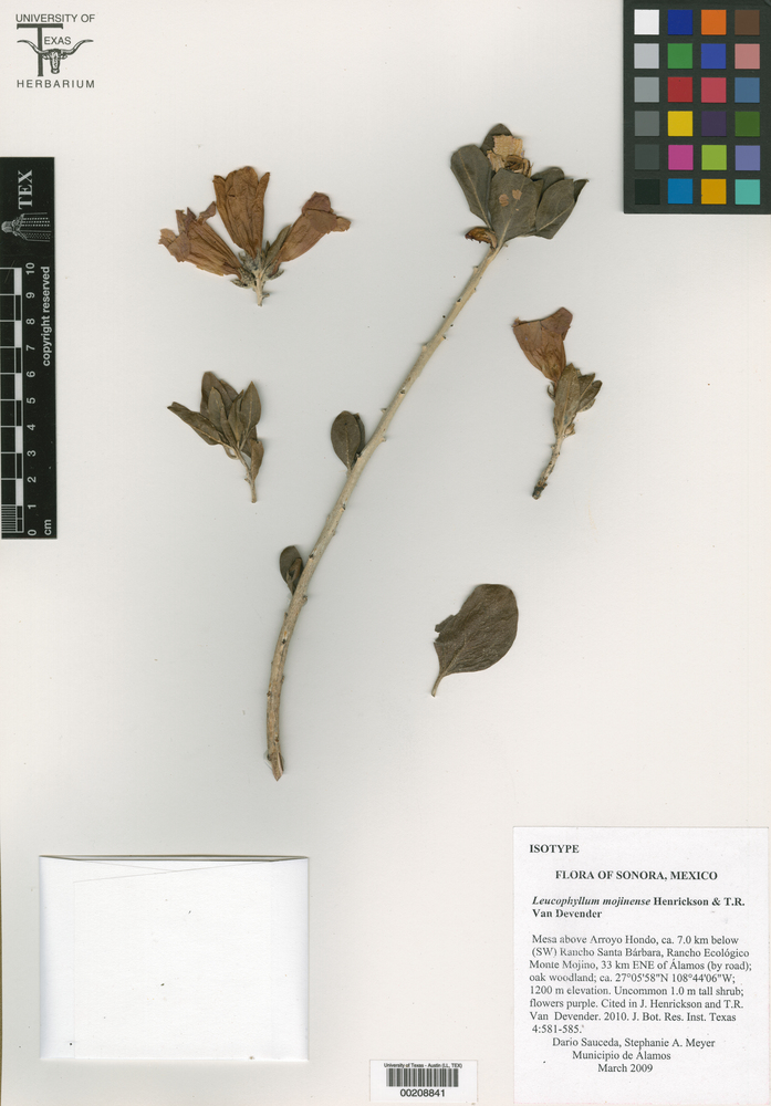 Leucophyllum mojinense image
