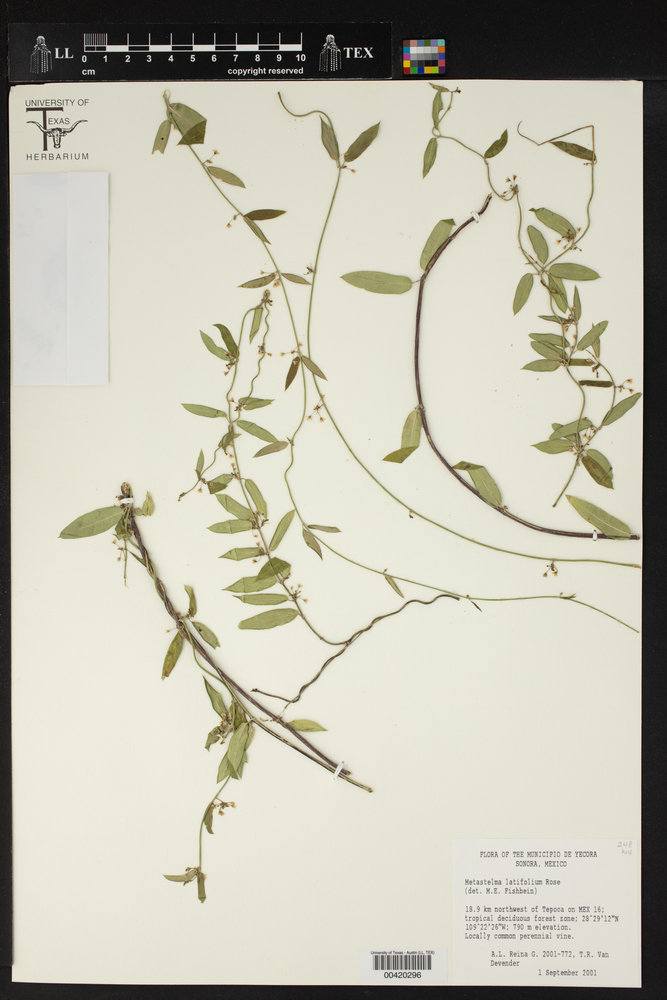 Metastelma latifolium image