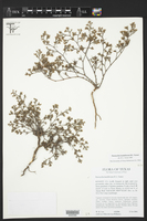Paronychia setacea image